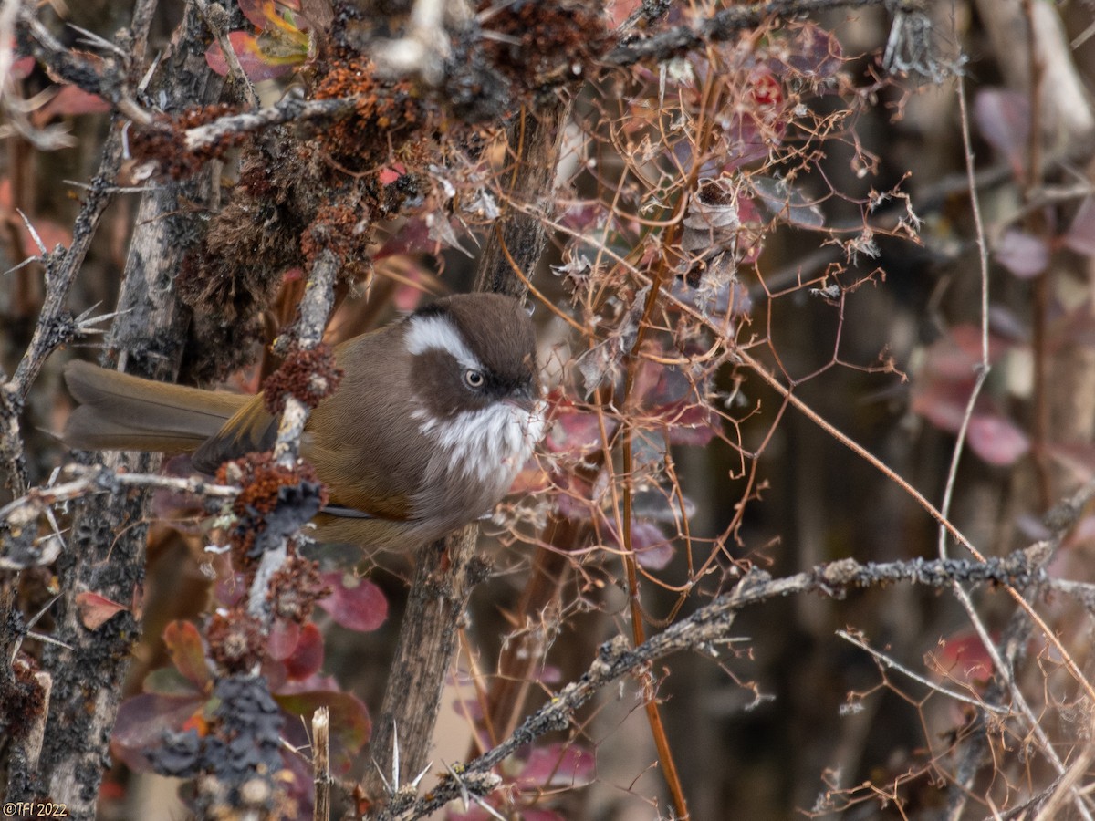 White-browed Fulvetta - T I