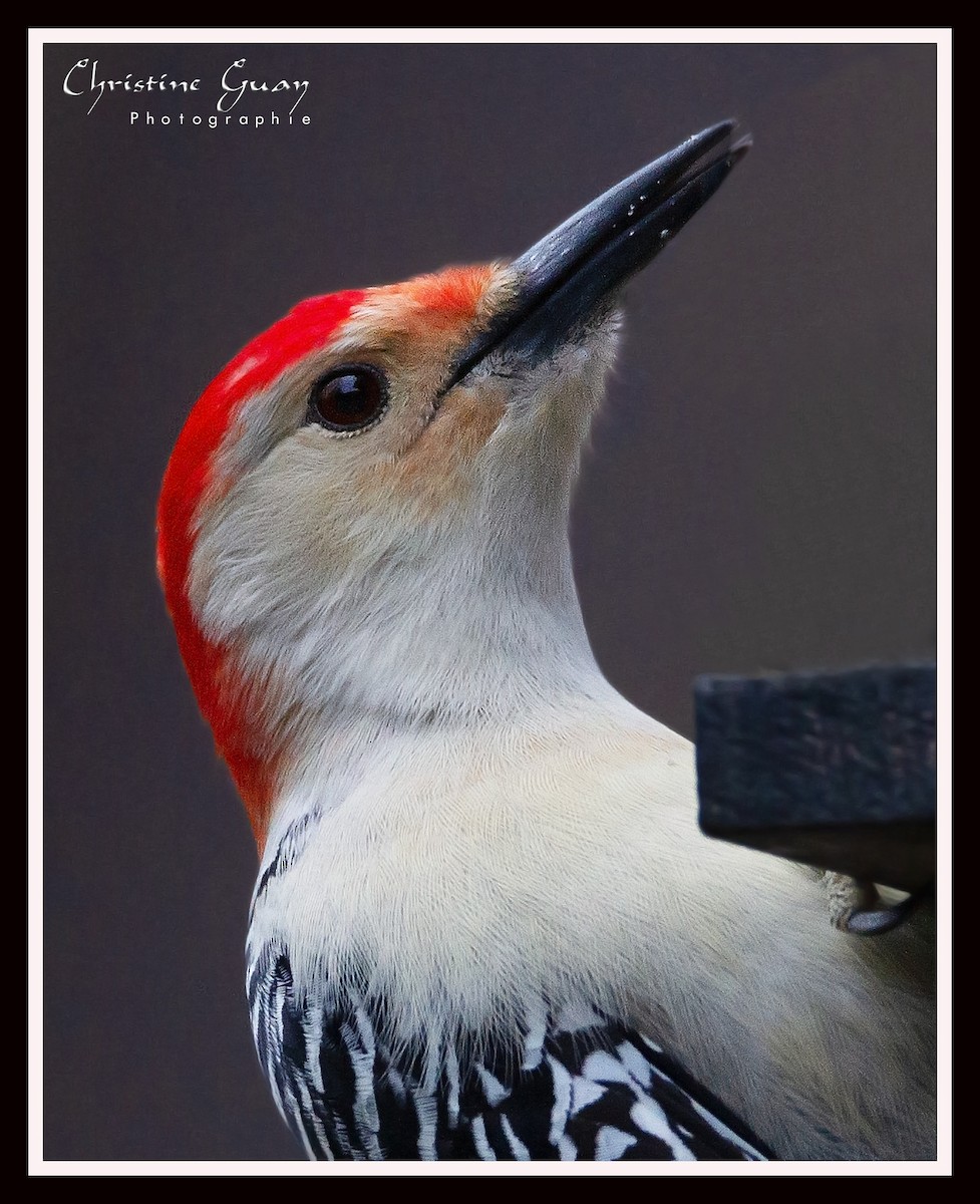 Red-bellied Woodpecker - Christine Guay