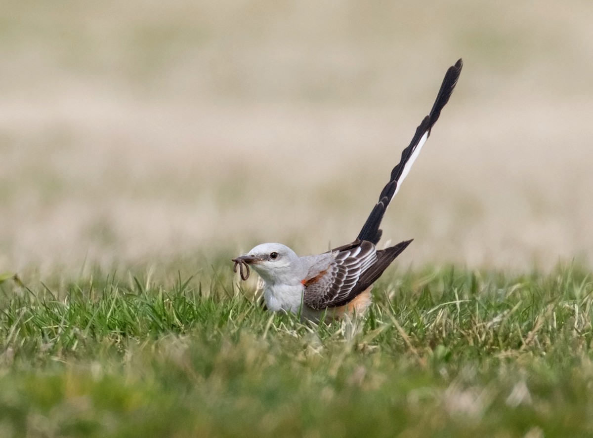 Scissor-tailed Flycatcher - Mark R Johnson