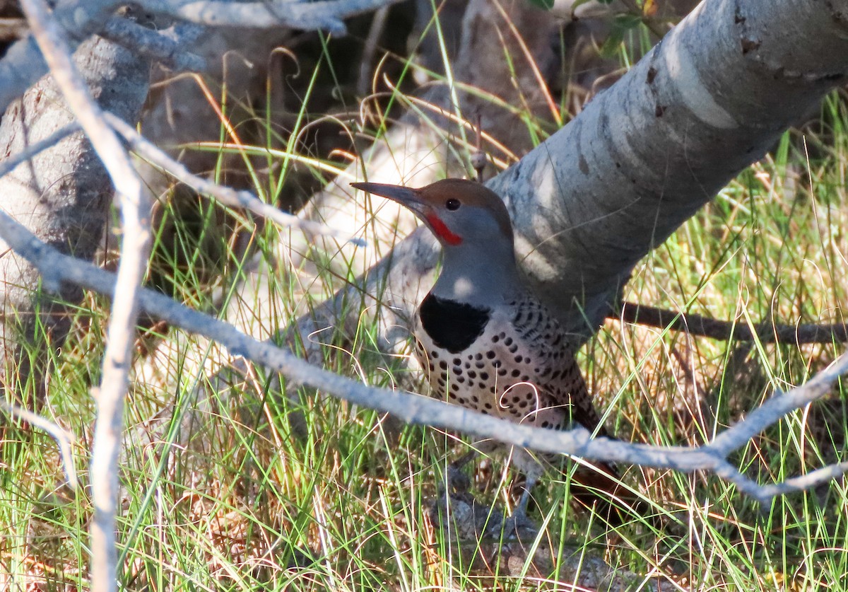 Northern Flicker (Red-shafted) - ML503749201