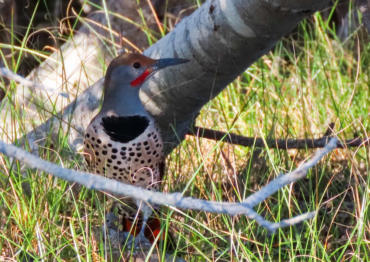 Northern Flicker (Red-shafted) - ML503749221