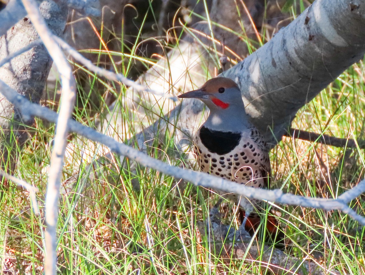 Northern Flicker (Red-shafted) - ML503749231