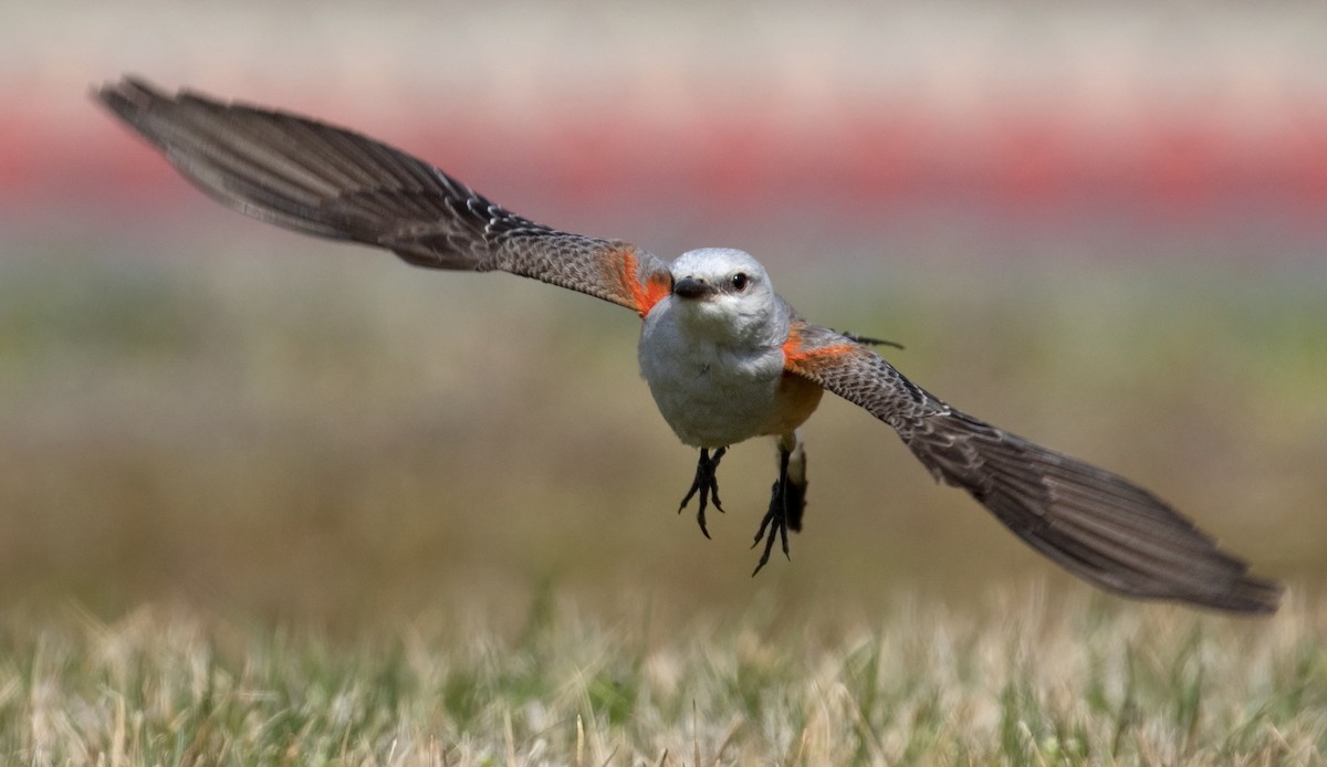 Scissor-tailed Flycatcher - Mark R Johnson