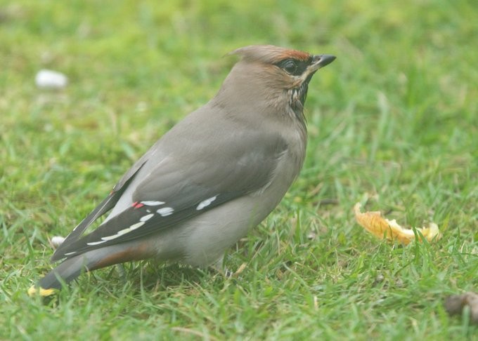 キレンジャク - ML503750661