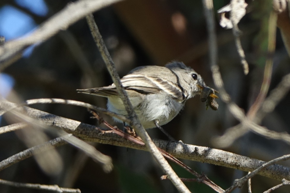 Gray Flycatcher - Shawn Nielsen