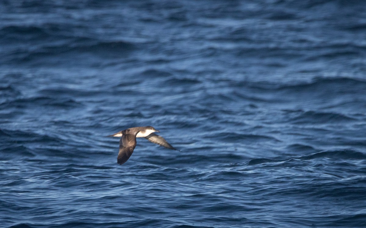 Buller's Shearwater - ML503750971