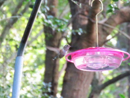 Rufous Hummingbird - Ken Spilios
