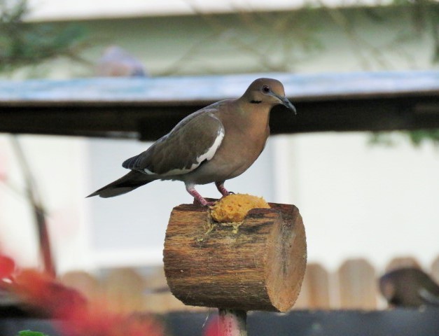 White-winged Dove - ML503753111