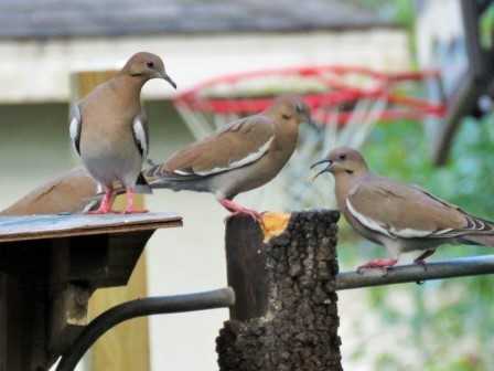 White-winged Dove - ML503753171