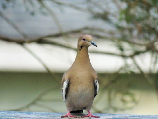 White-winged Dove - ML503753211