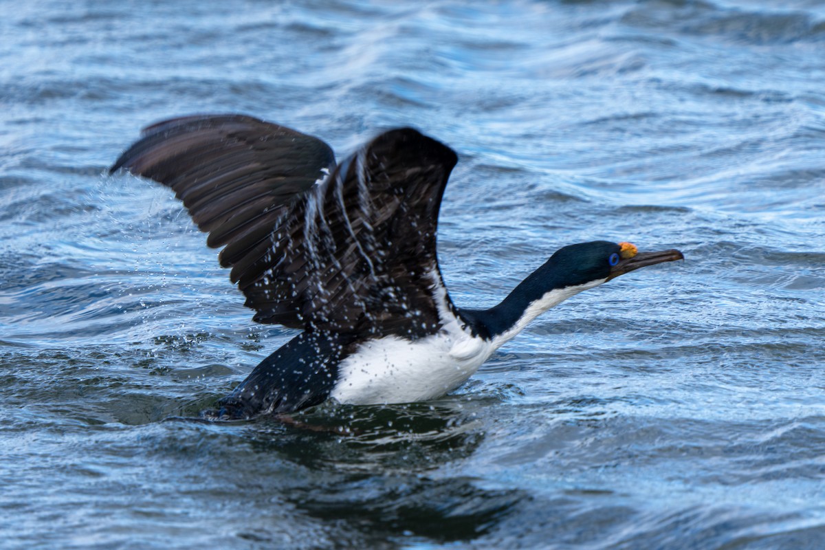 Imperial Cormorant - Steve McInnis