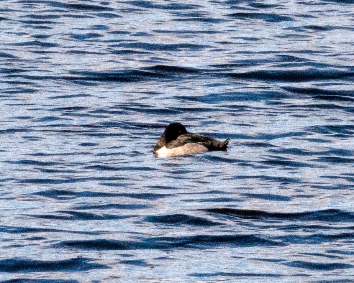 Ring-necked Duck - ML503754521