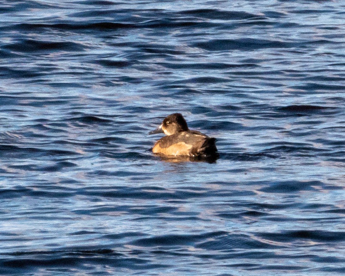 Ring-necked Duck - ML503754591