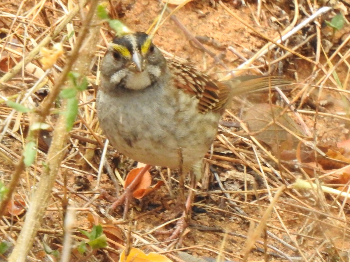 Savannah Sparrow - ML503755321
