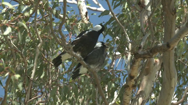 Australian Magpie (Western) - ML503756291