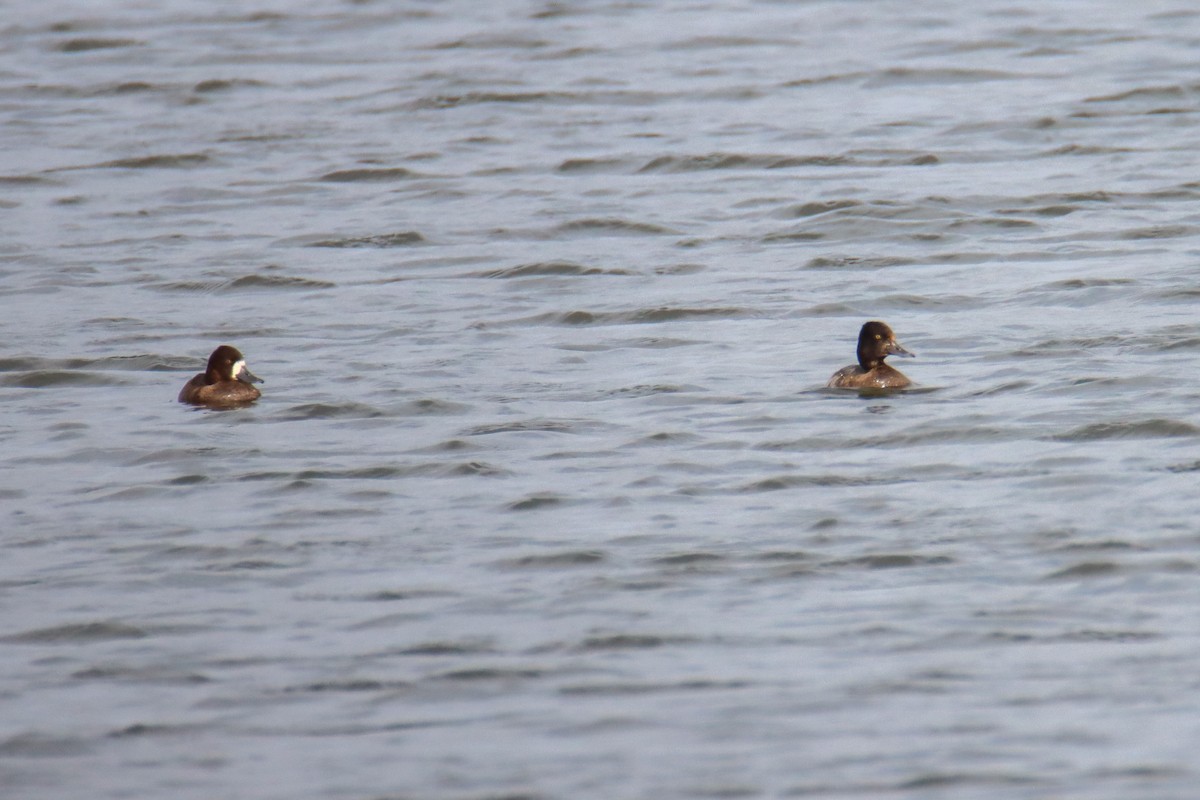 Lesser Scaup - ML503756771