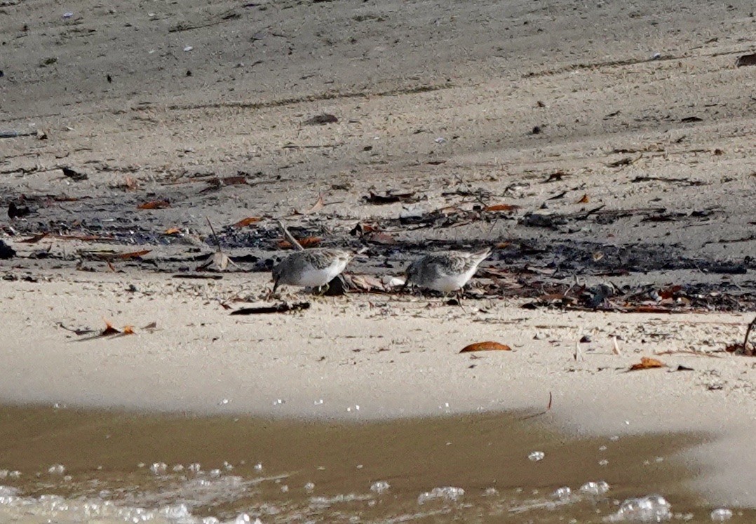 Least Sandpiper - ML503758881
