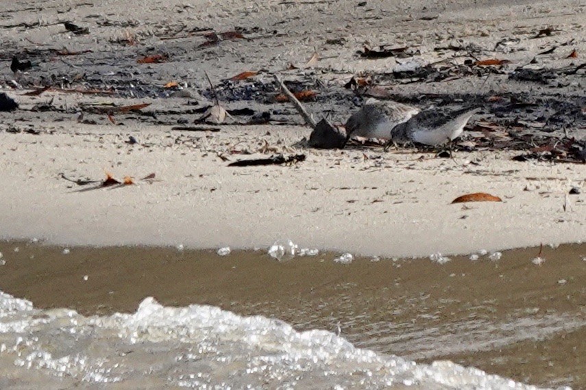 Least Sandpiper - ML503758891
