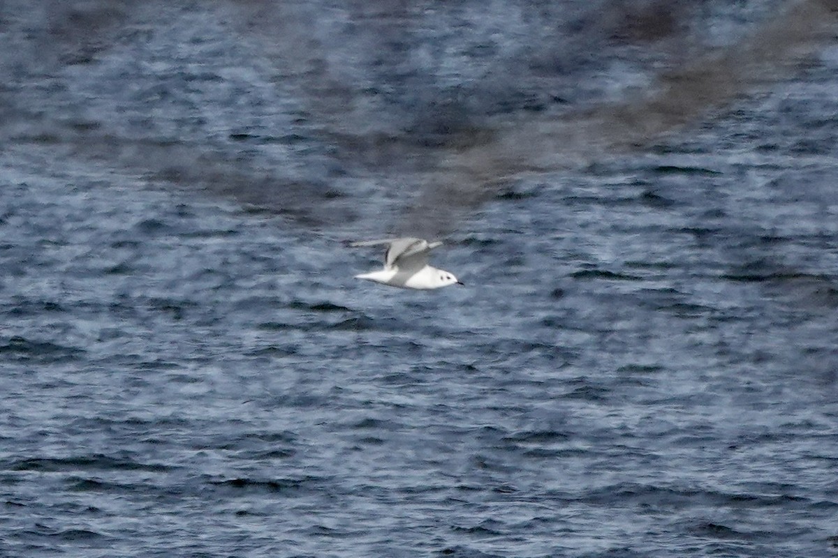 Bonaparte's Gull - Fleeta Chauvigne