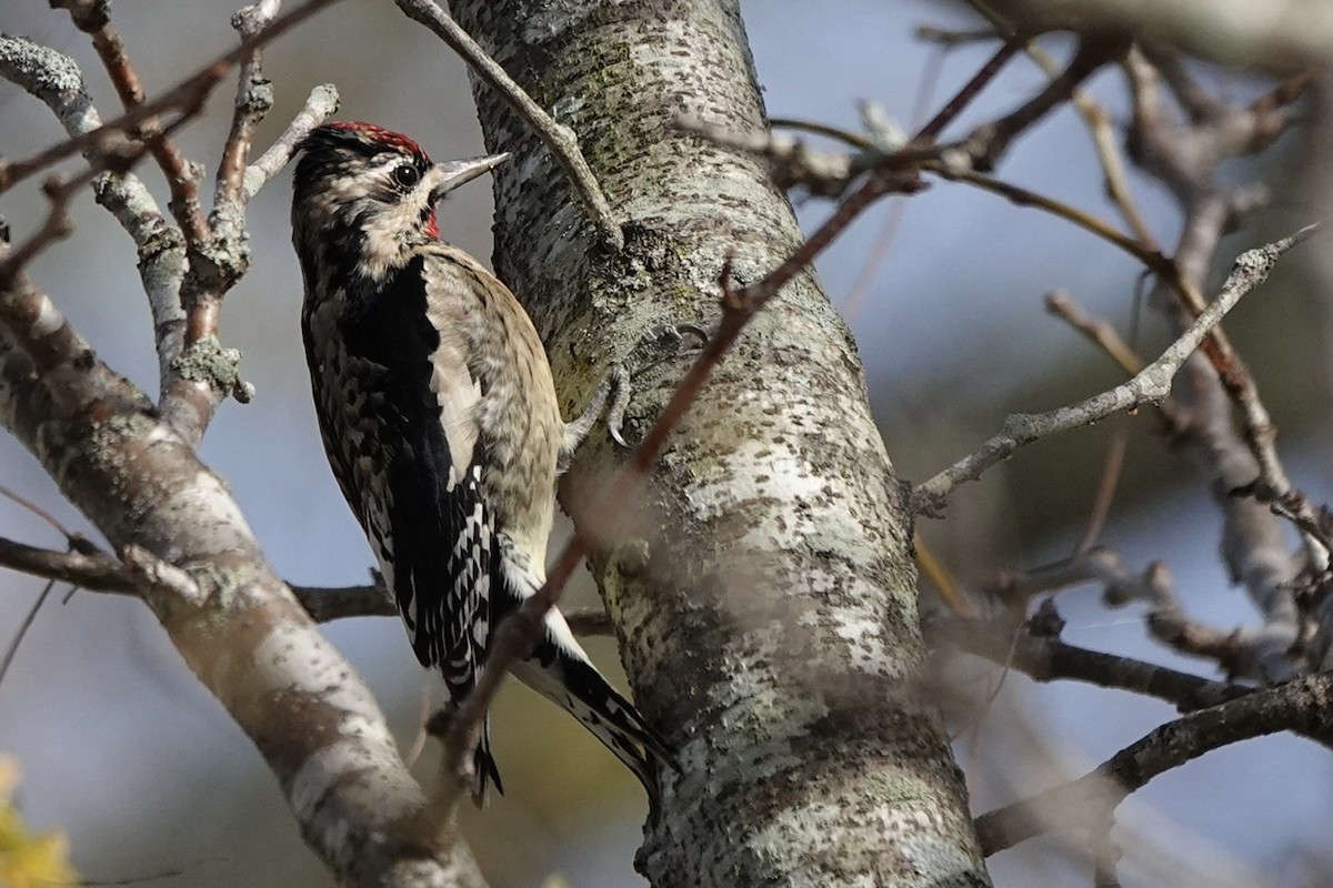 Yellow-bellied Sapsucker - ML503759261