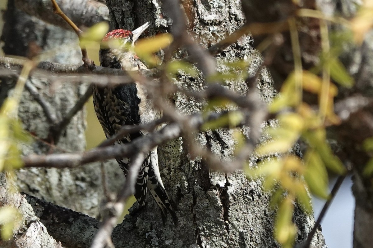 Yellow-bellied Sapsucker - ML503759271