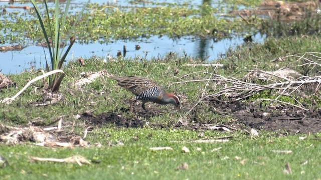 Buff-banded Rail - ML503760331