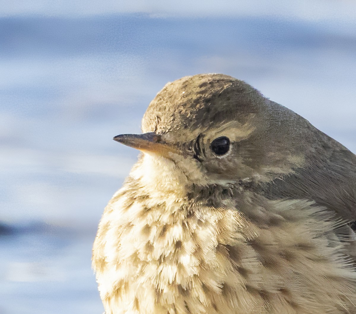 American Pipit - Gary Kurtz