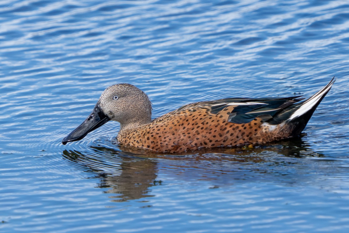 Red Shoveler - Steve McInnis