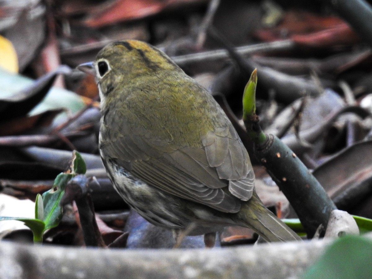 Ovenbird - Tom Auer