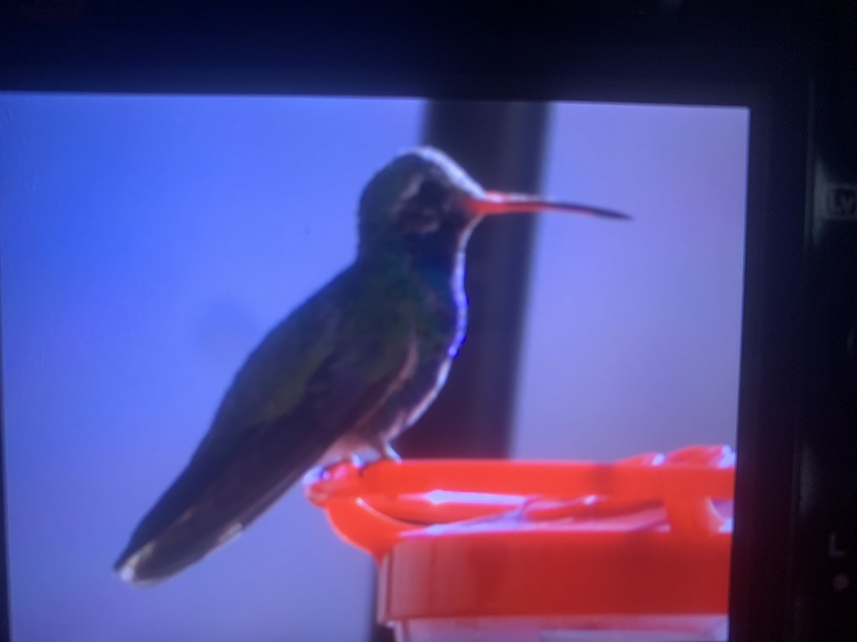 Broad-billed Hummingbird - ML503762661