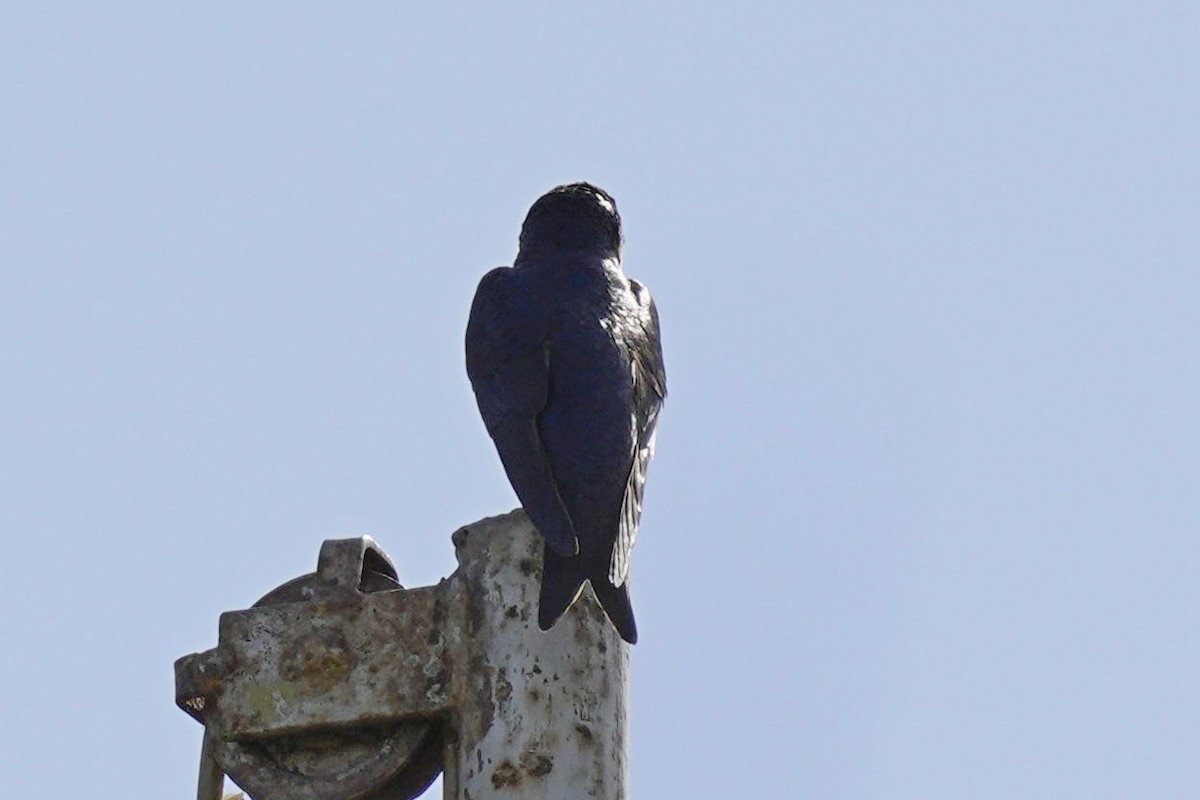 Gray-breasted Martin - ML503764301