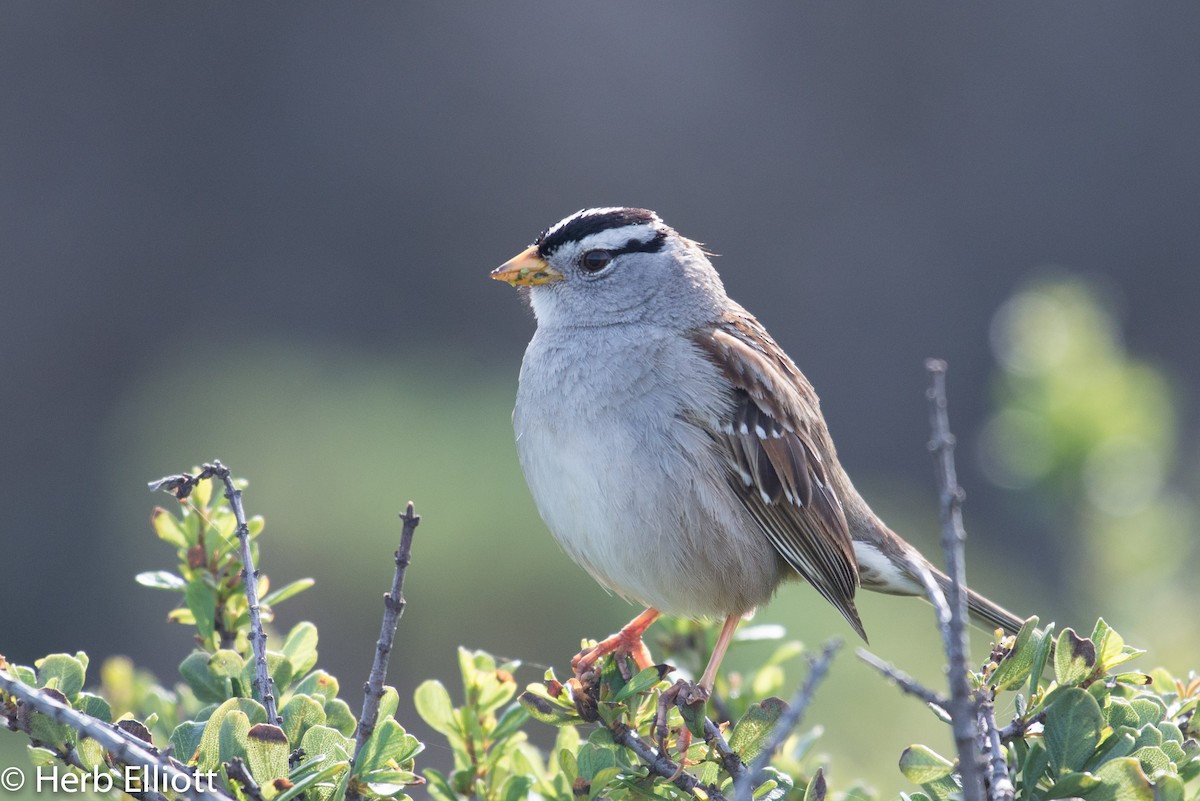 White-crowned Sparrow (Yellow-billed) - ML50376571