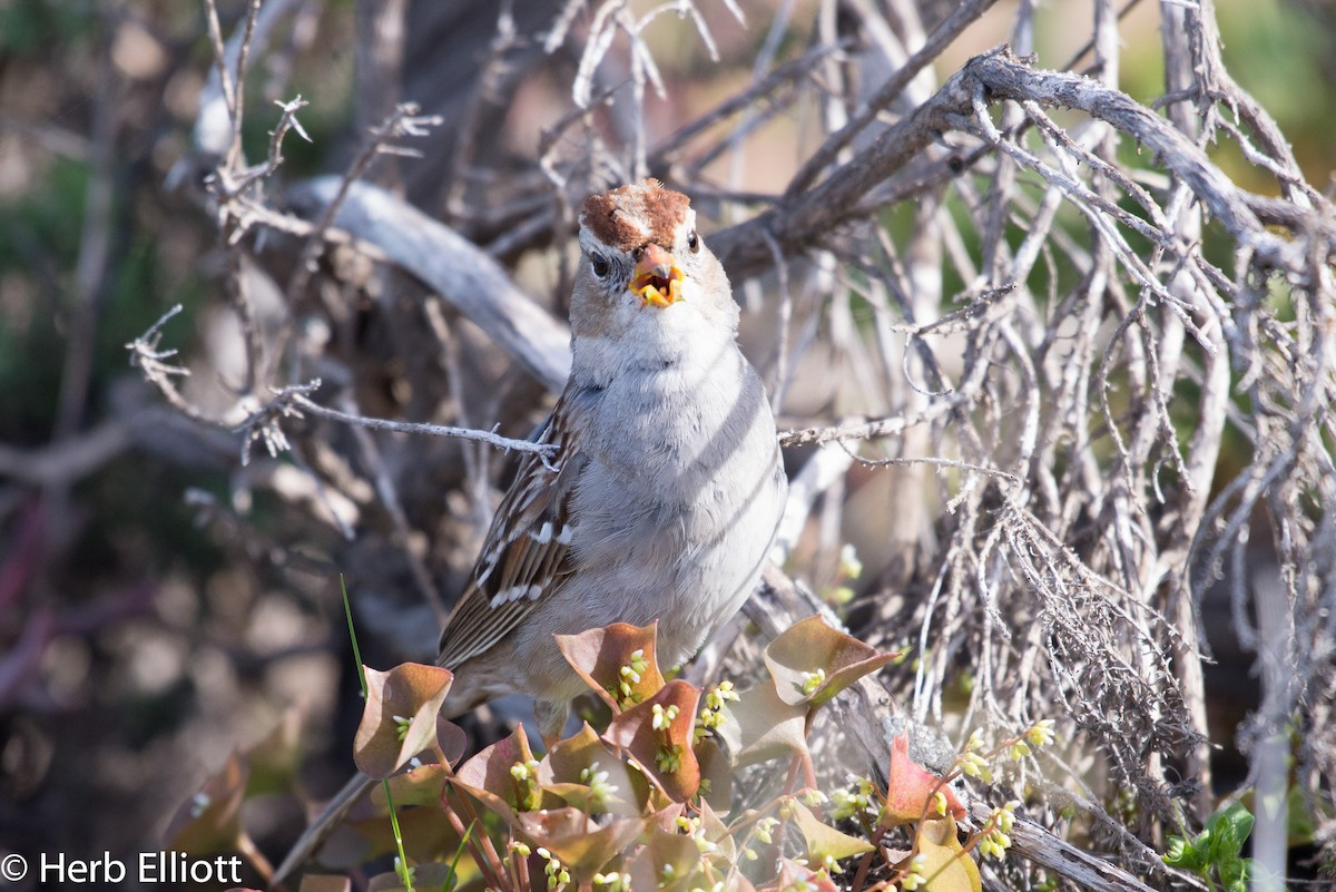 White-crowned Sparrow (Yellow-billed) - ML50376581