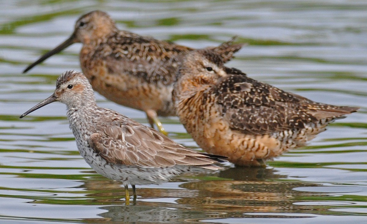 Stilt Sandpiper - ML50376671