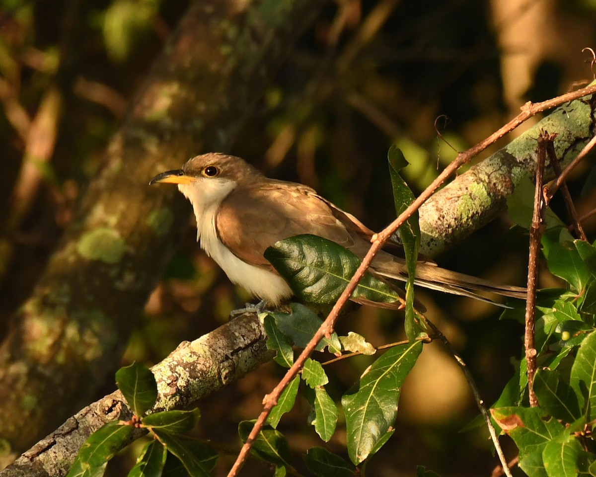 Yellow-billed Cuckoo - Patricia Goldberg