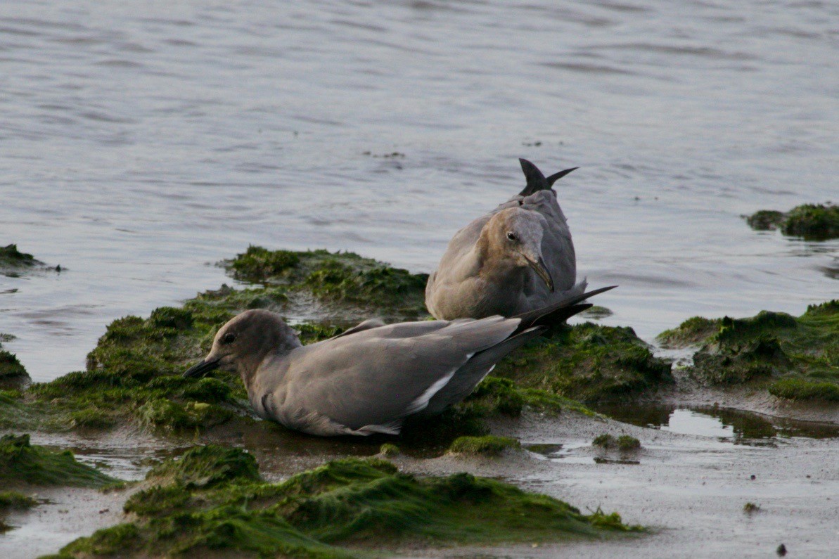 Gray Gull - Loyan Beausoleil