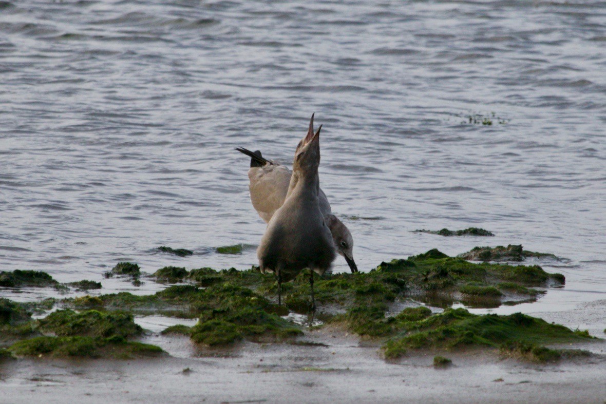 Gray Gull - ML503767081