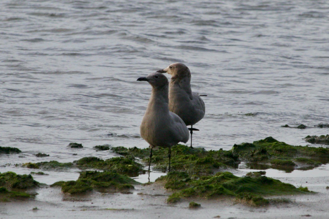 Goéland gris - ML503767091