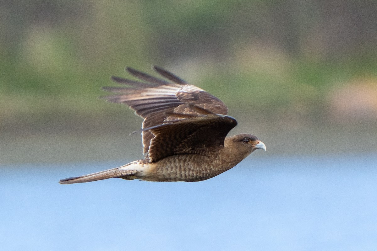 Chimango Caracara - Steve McInnis