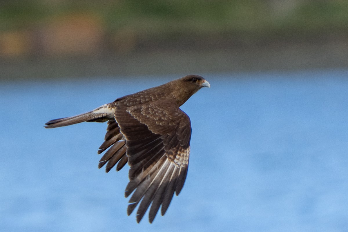 Chimango Caracara - Steve McInnis