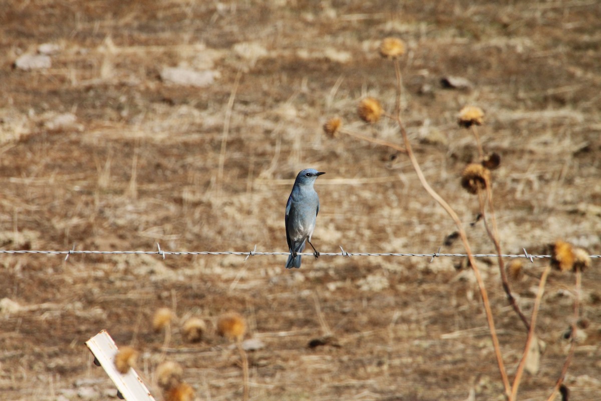 Mountain Bluebird - Dane Fagundes