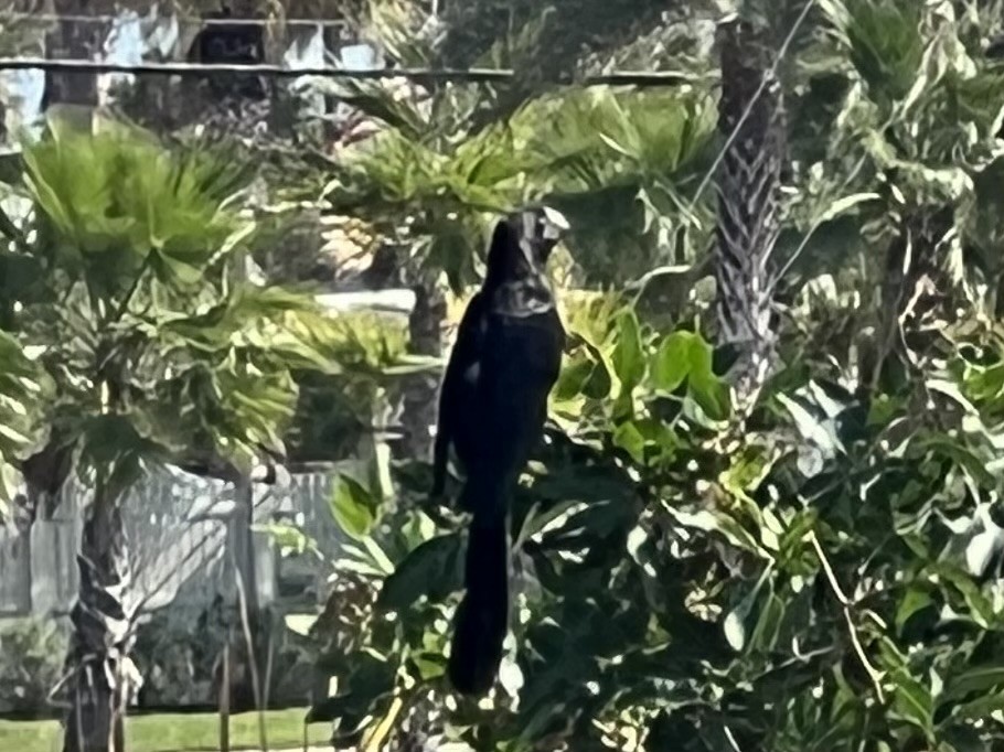 Smooth-billed Ani - ML503768771