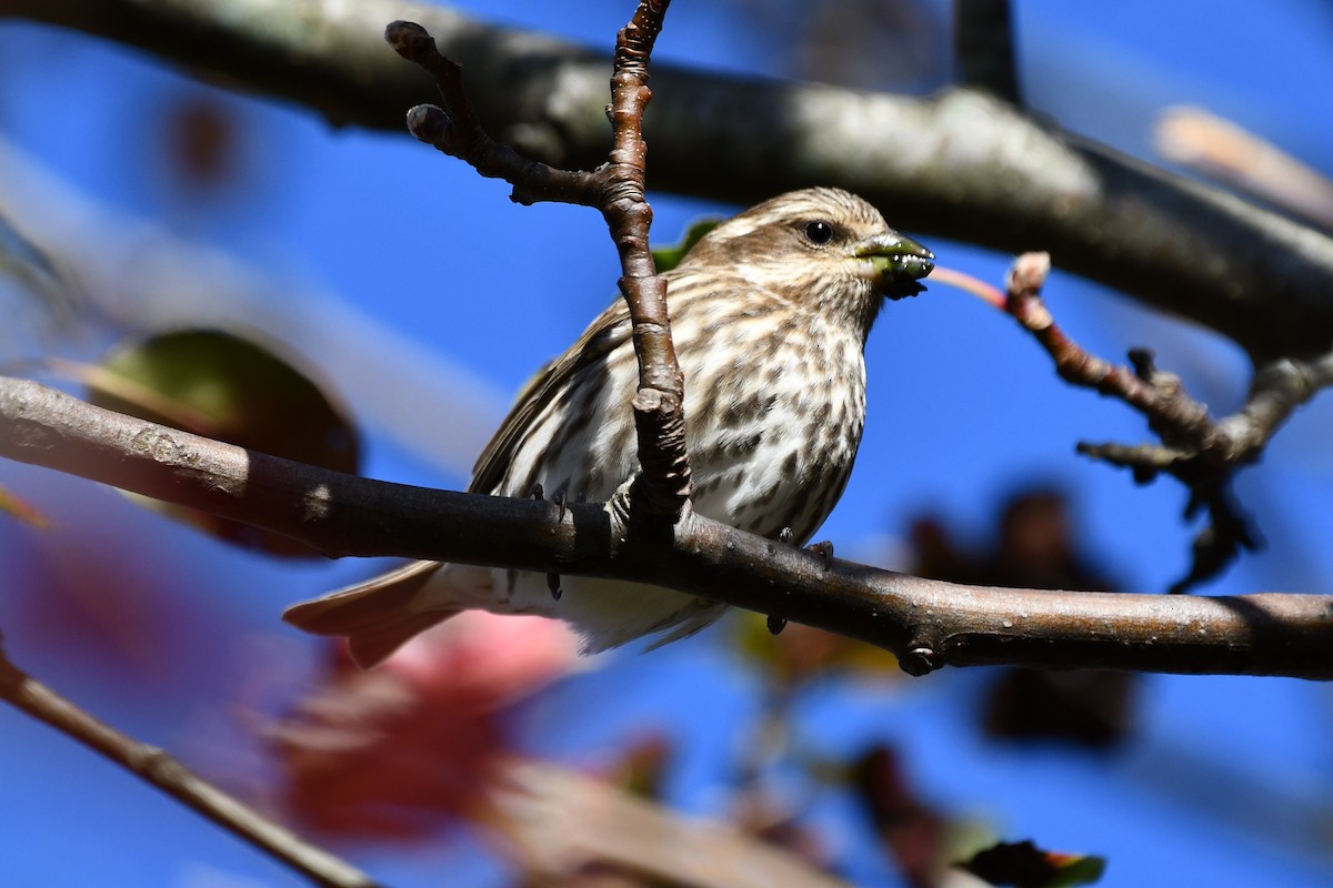 Purple Finch - ML503769701