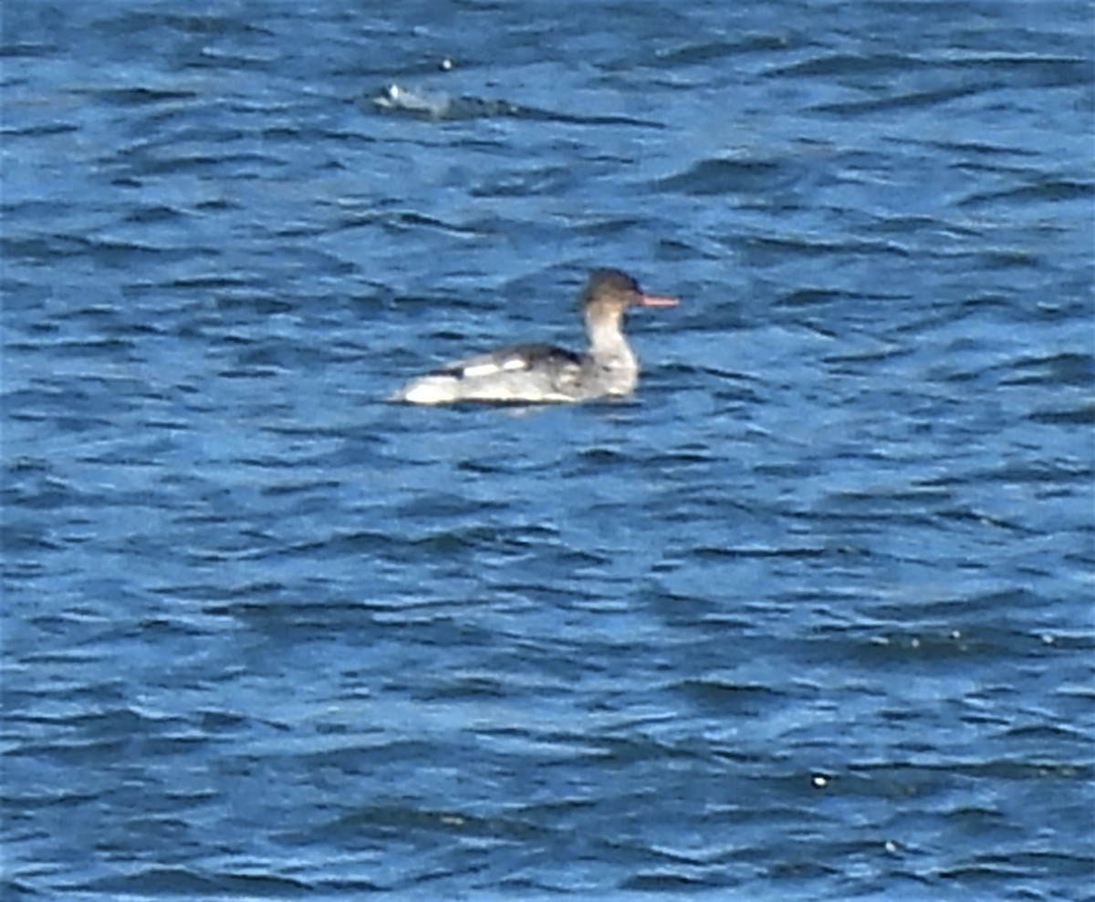 Red-breasted Merganser - ML503770121