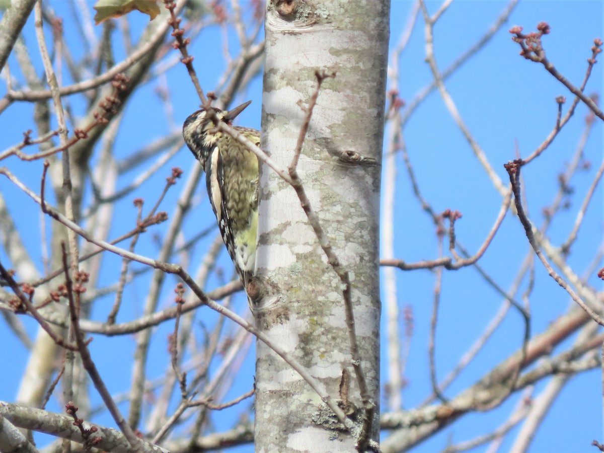 Yellow-bellied Sapsucker - ML503770471