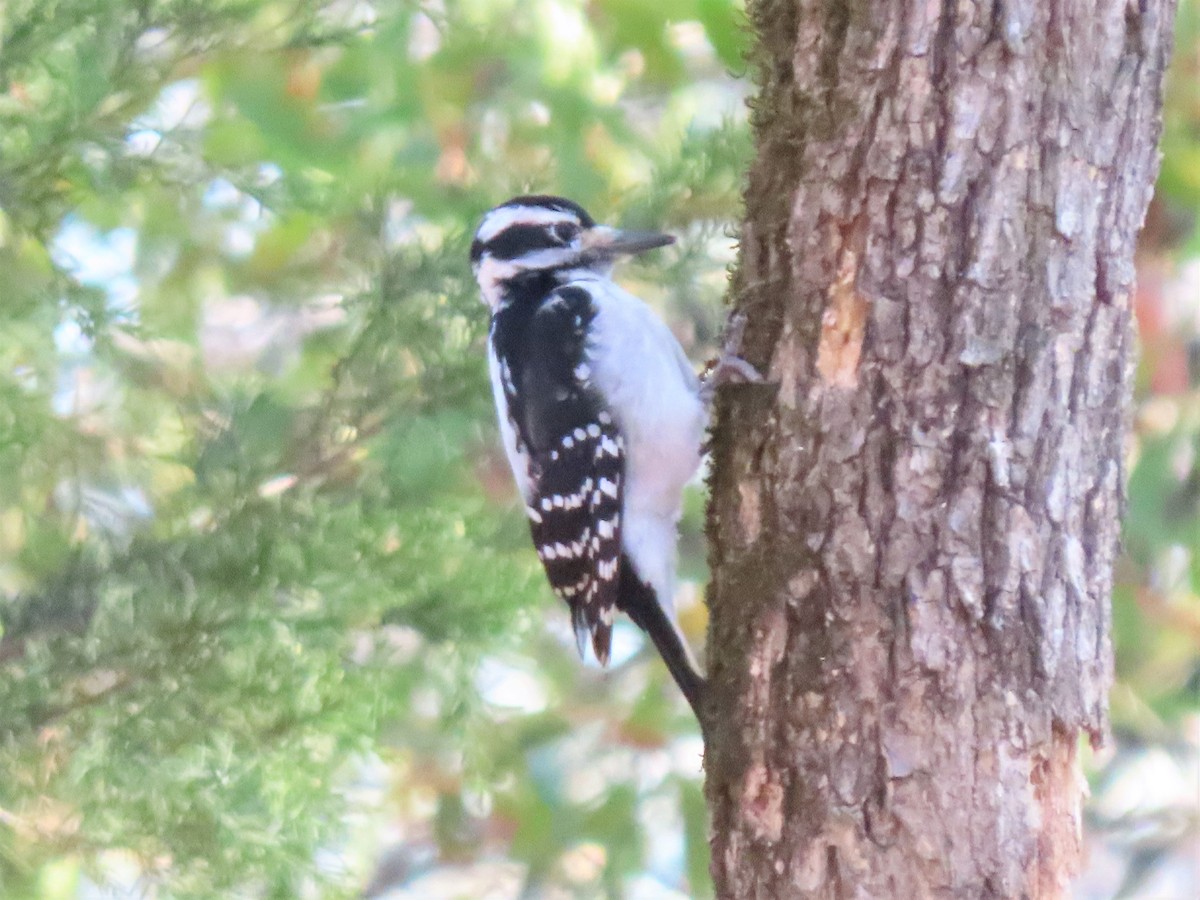 Hairy Woodpecker - ML503770611