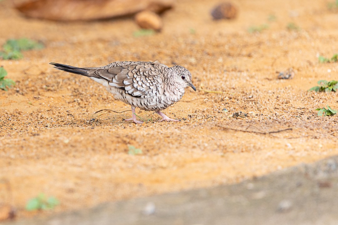 Scaled Dove - Patricia Mancilla Iglesias