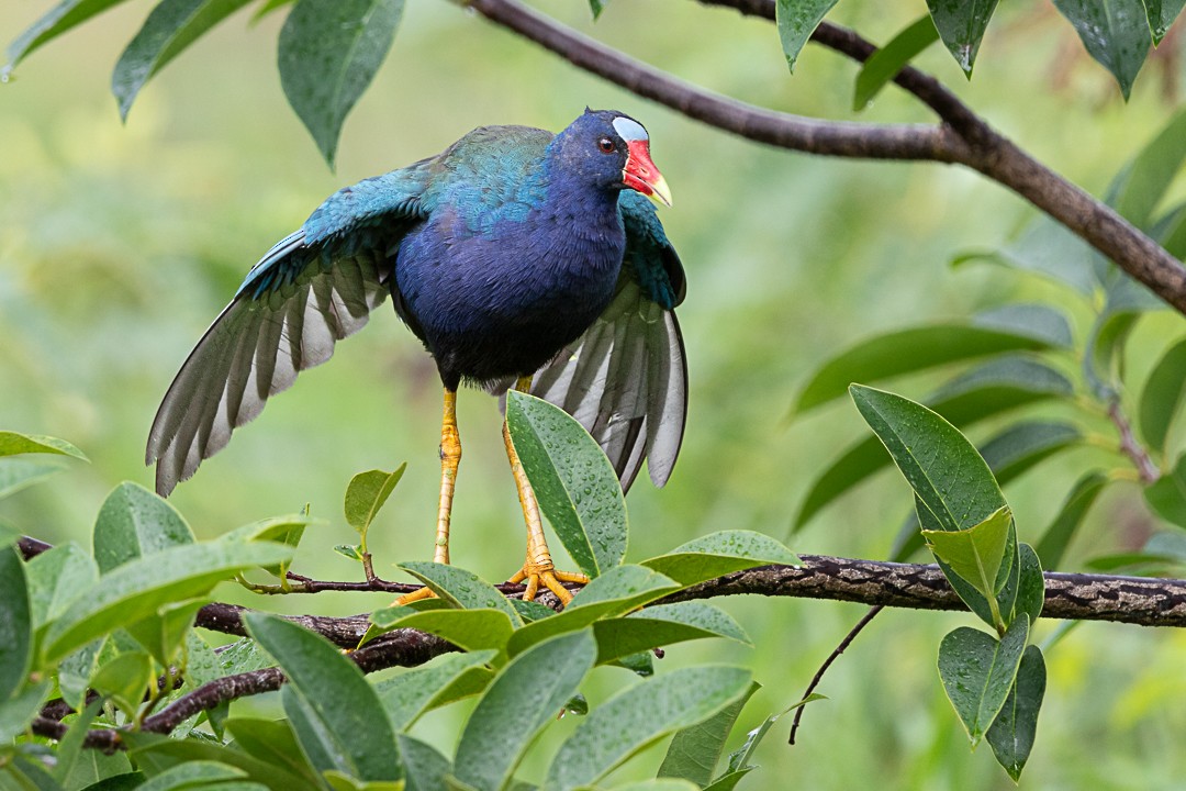 Purple Gallinule - ML503771101