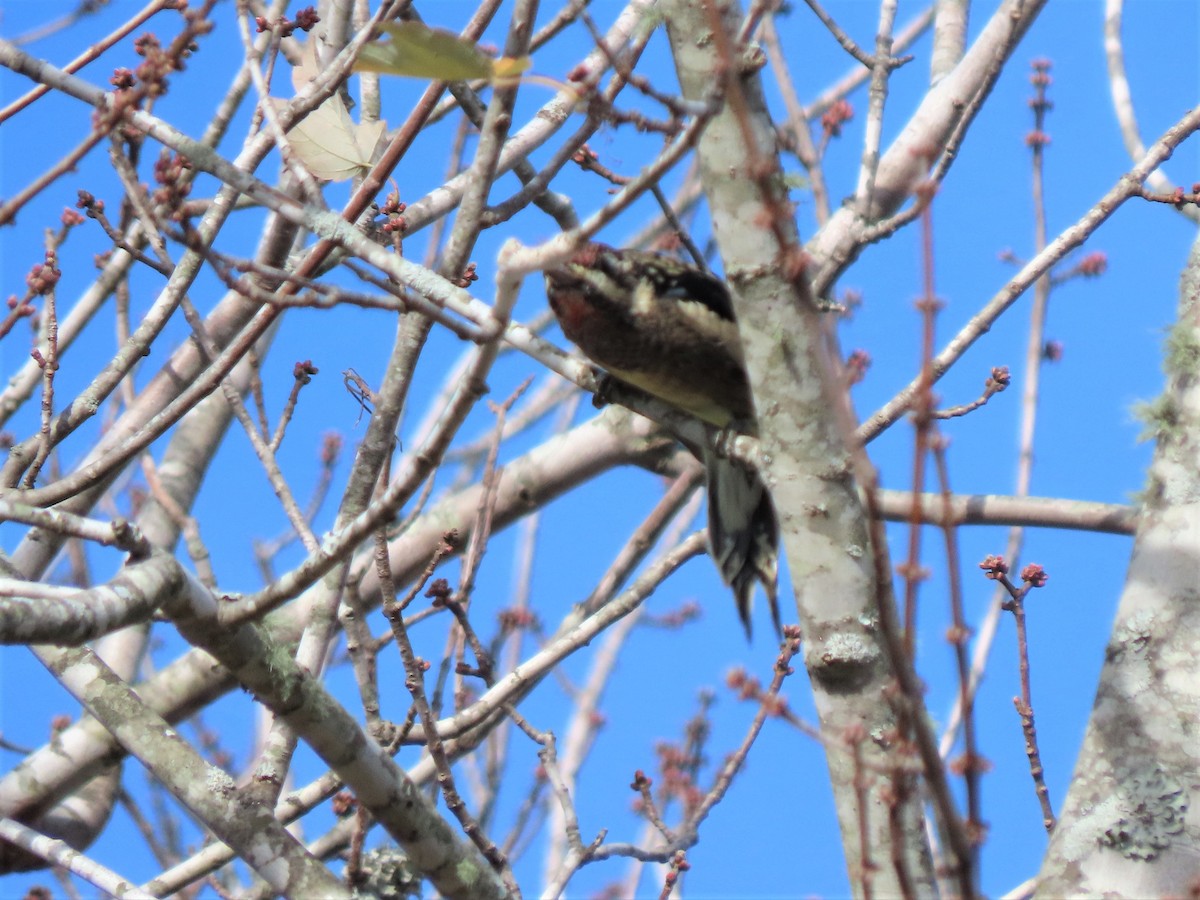 Yellow-bellied Sapsucker - ML503771531