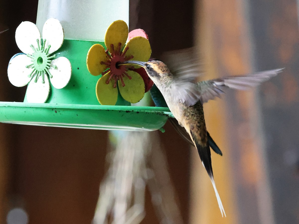 kolibřík šupinkohrdlý - ML503771561